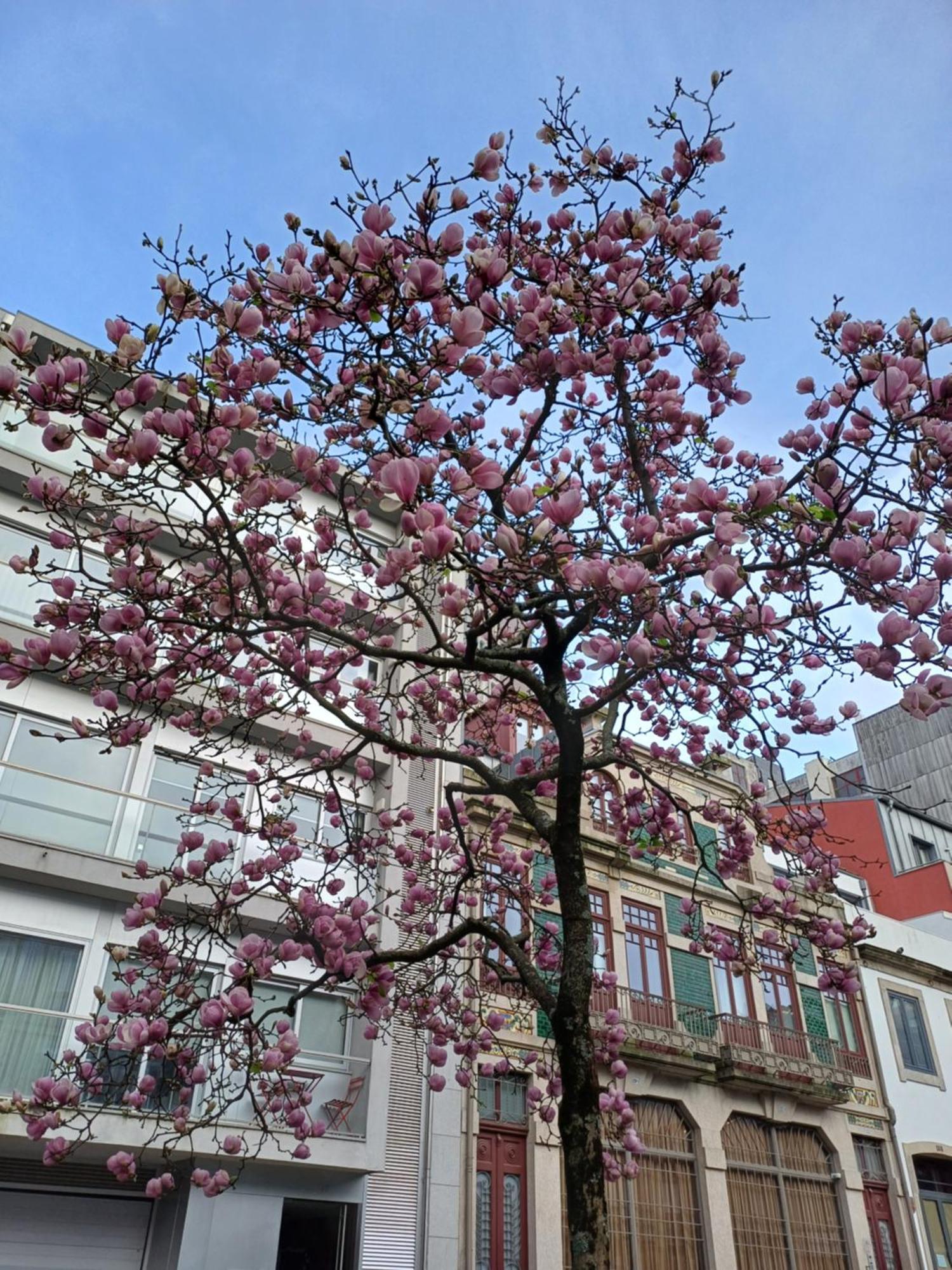 Otf- Porto Centro Daire Dış mekan fotoğraf